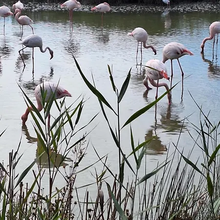 De L'eau Et Des Oiseaux ! * Saintes-Maries-de-la-Mer